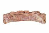 Triassic Fossil Avemetatarsalian (Dromomeron) Vertebra - Texas #322745-1